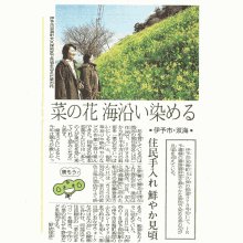 2011菜の花