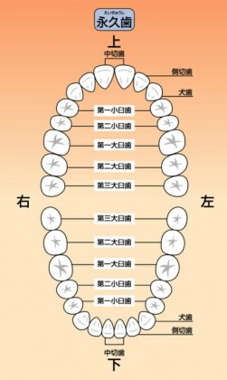 歯の種類