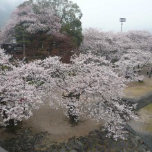 思い出に残る名残の桜