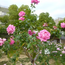 P1000412