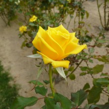 P1000422