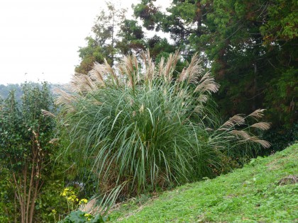 P1000630