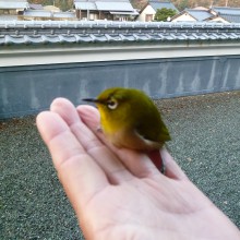 指先に止まったメジロ