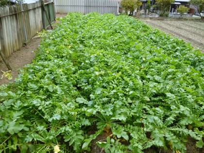 わが家の家庭菜園大根畑