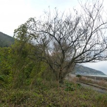 カズラが巻いて見苦しくなった桜