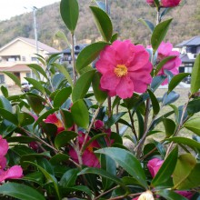 わが家の庭に咲く山茶花の花