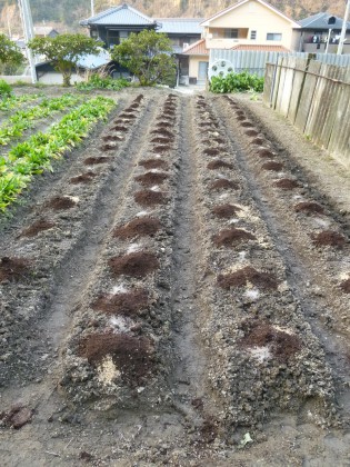 男爵を植えた畑