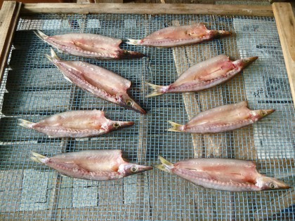 薄塩して天日干ししたカマス