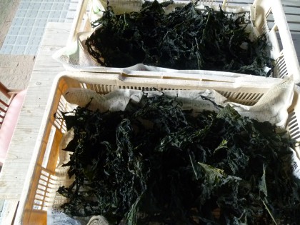 天日干ししたワカメ