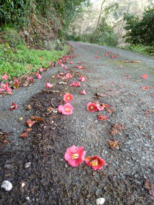 椿の花散りし山道