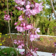 咲き始めた枝垂桜