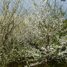 綺麗に咲いたスモモの花
