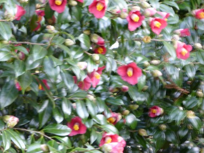 P1010519