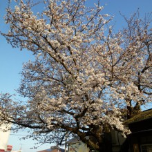上灘駅前の桜