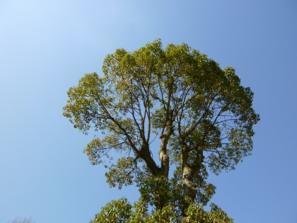 P1010557