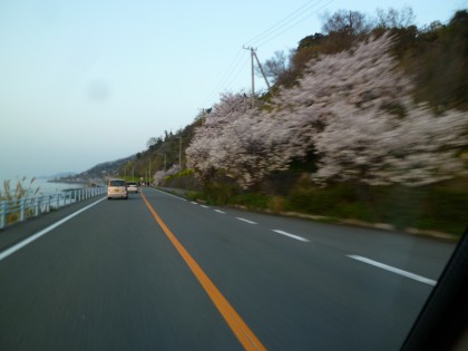 前日の夕方の国道沿いの夕映え桜