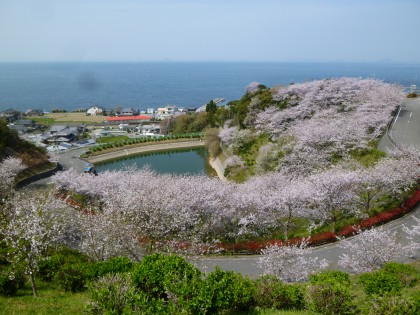 潮風ふれあい公園千人塚の見事な桜