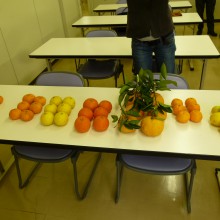 私が受講生のために持参した柑橘類を机に並べて・・・・