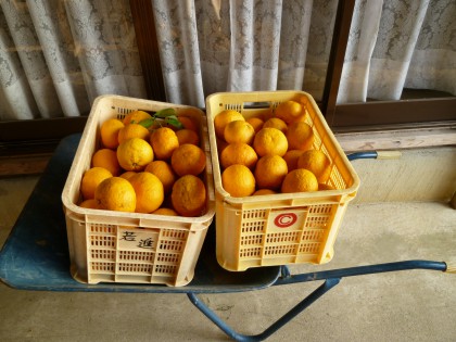 キャリーで収穫した甘夏みかん