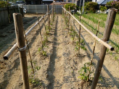 息子の協力で立派にできたトマトの垣