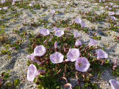 灘町海岸に群生して咲く浜昼顔の花