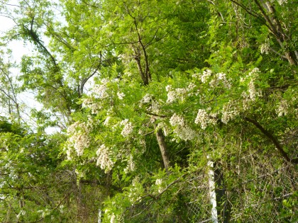 白い房状の花を付けたニセアカシア