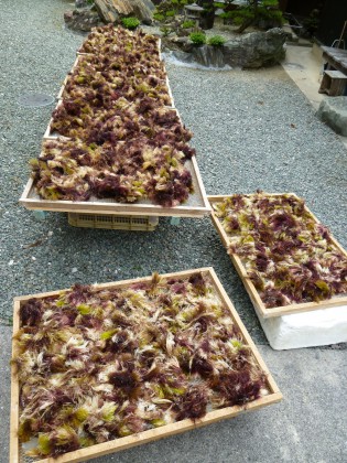 庭に大量に干された天草は磯の異臭を放っています