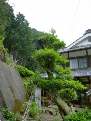 クロガネモチの木の上に登った94歳の親父