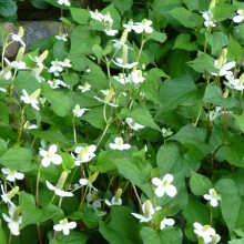 裏庭に咲くジュウヤクの花