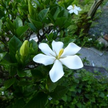 クチナシの白い花