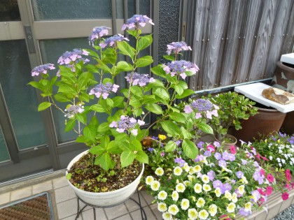玄関先を飾る額アジサイの鉢植え