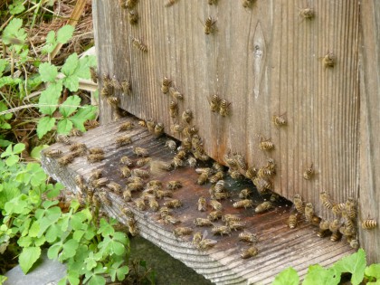 屋外の気温が30度を超え、暑いのか巣箱の入り口でたむろする蜜蜂たち