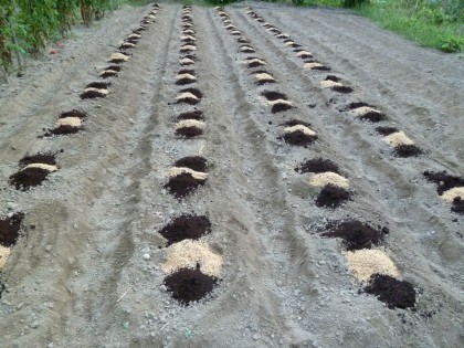 畝を立て植えた秋ジャガイモ畑