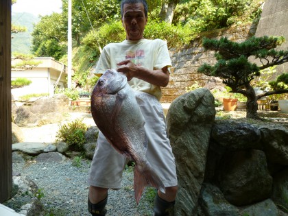 息子の友人から届いた大きな鯛