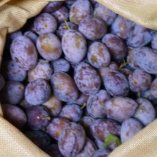 採果袋で収穫したプルーンの実