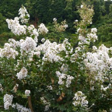 白いサルスベリの花