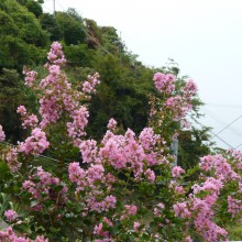 赤い百日紅の花