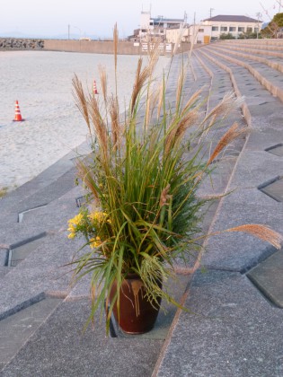 投げ込み流家元の私が活けたススキ
