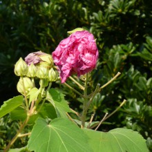 夕方真っ赤になって萎む花