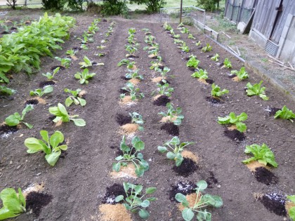 綺麗に植えた冬野菜の苗