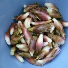 裏の森で収穫したミョウガ