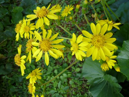 黄色く可憐なツワブキの花