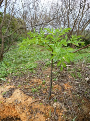季節はずれの青々としたコンニャク芋の葉と茎