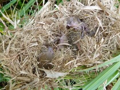 小鳥の巣の中ではネズミ赤ちゃんが6匹育っていました