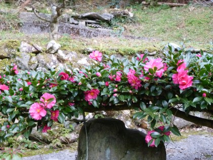 裏庭の山茶花