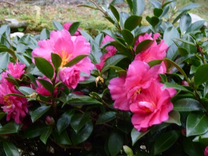 満開の山茶花の花