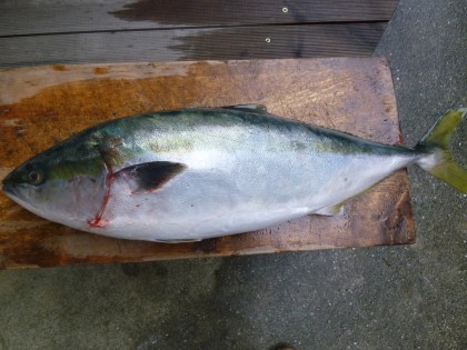 送られてきた5キロの寒ブリ