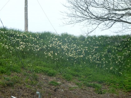 JR予讃線沿いに咲く水仙の花