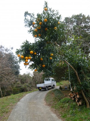 野生の夏蜜柑