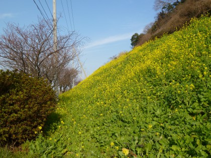 咲き始めた閏住の菜の花